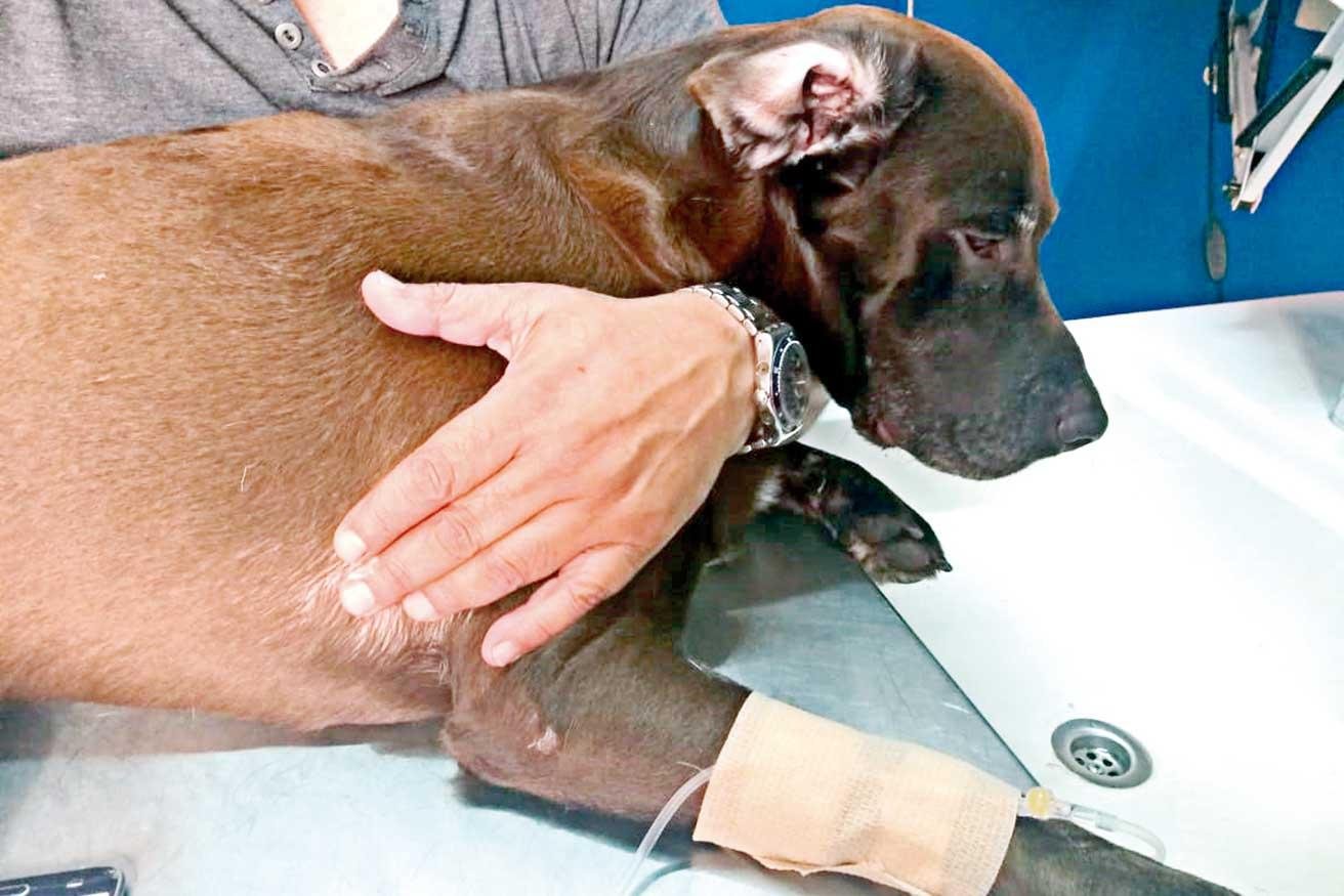 Inédito tratamiento en Misiones a perro con células madre