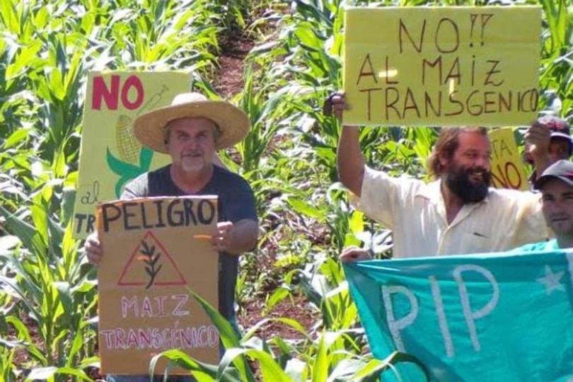 La Provincia marca fuerte postura contra los cultivos de maiz transgénico