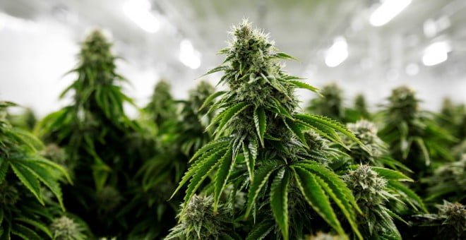 Dictamen favorable para posadeña que solicitó autorización para cultivar cannabis con fines medicinales