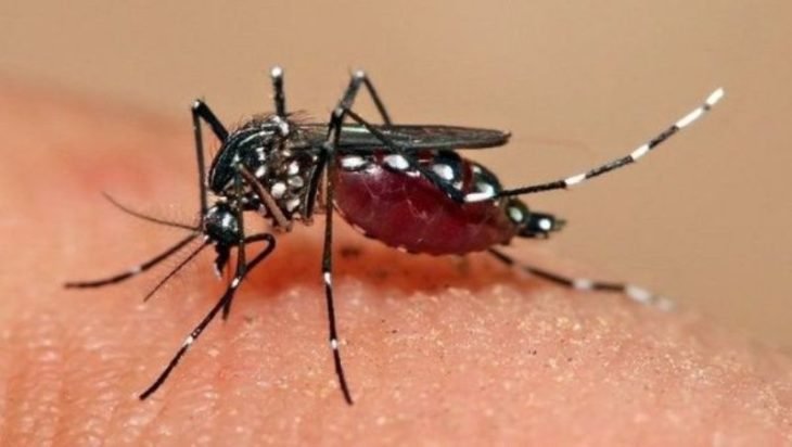 Paraguay: advierten un progresivo aumento de casos de dengue